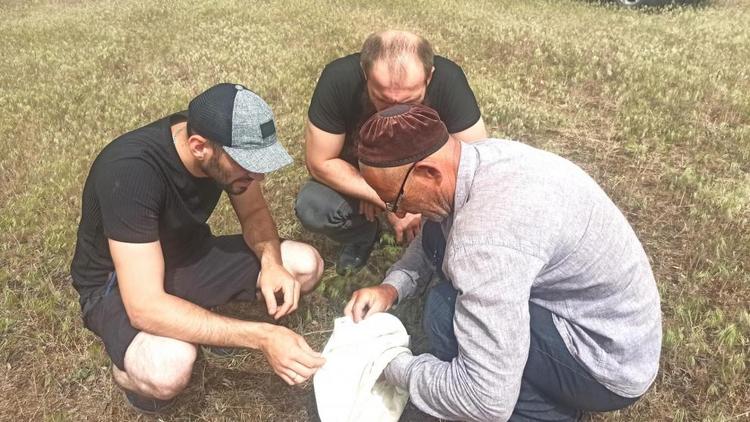 Ставрополье и Чечня организовали совместный мониторинг по саранчовым вредителям