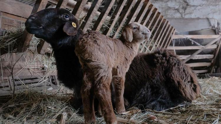 Ставропольский фермер занялся разведением гиссарской породы овец