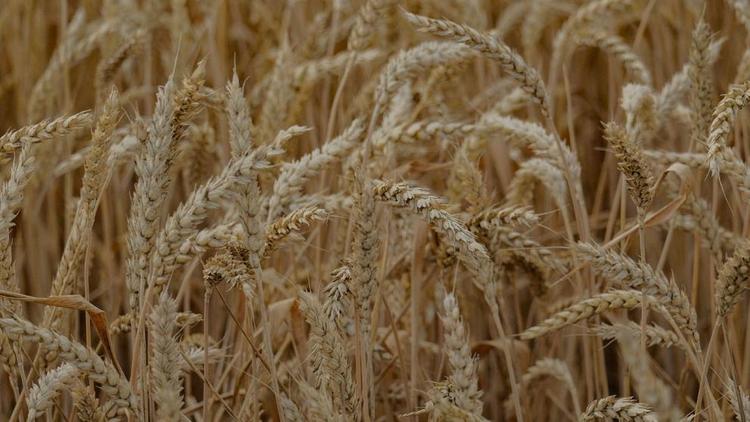 В Петровском округе Ставрополья установлен рекорд по сбору зерновых