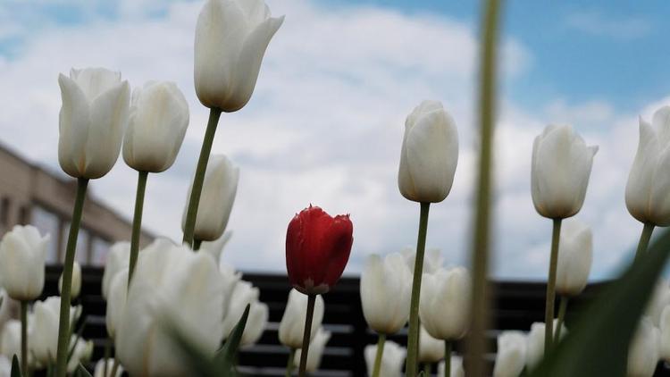 В Железноводске высаживают более 130 тысяч тюльпанов