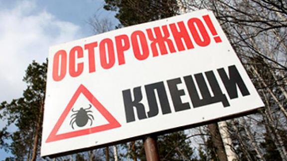 На Ставрополье рассказали об особенностях поведения клещей в регионе