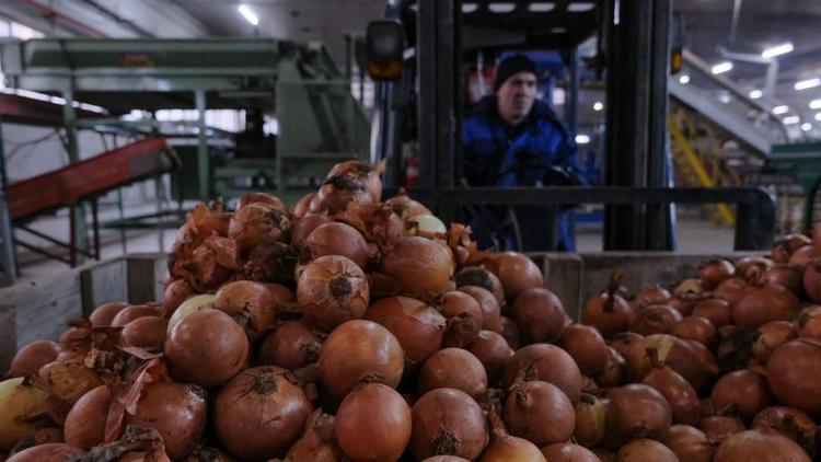 План агропромышленного экспорта Ставрополья выполнен на 66 процентов