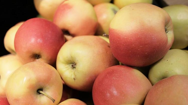 На Ставрополье собрано более 500 тонн яблок