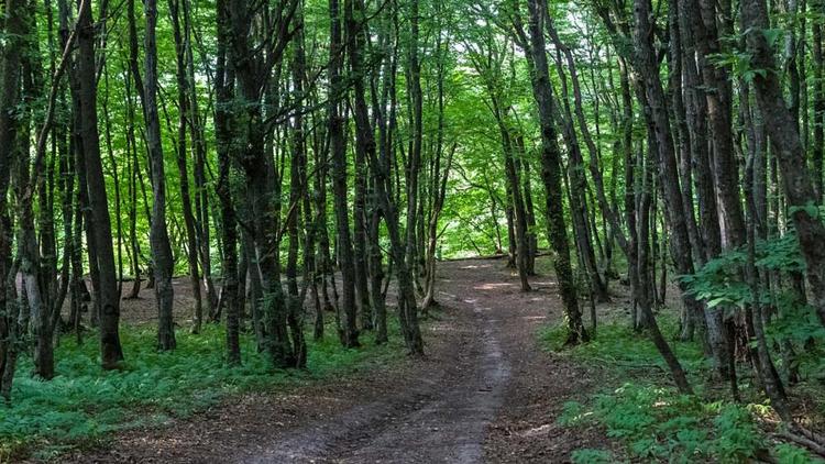 На Ставрополье восстановят 54 гектара леса в 2021 году