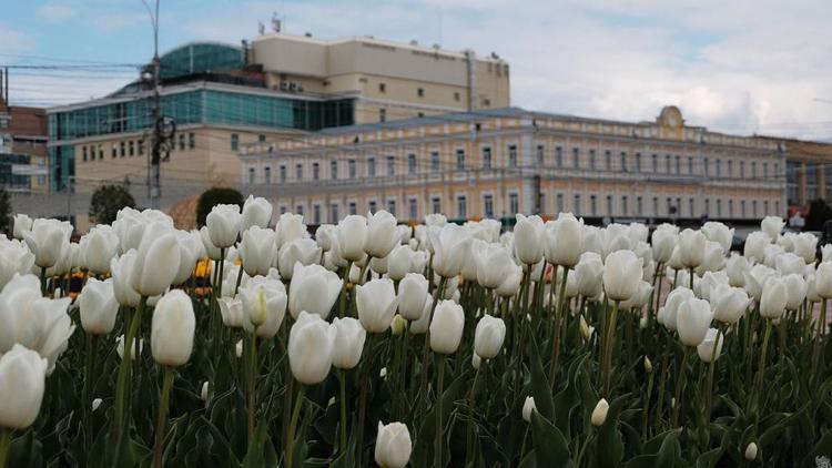 Ставрополь украсят 600 тысяч «летних» цветов