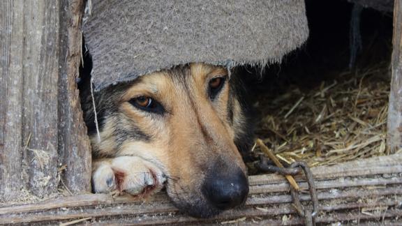 В Нефтекумском округе Ставрополья живодёр ответит за избиение собаки