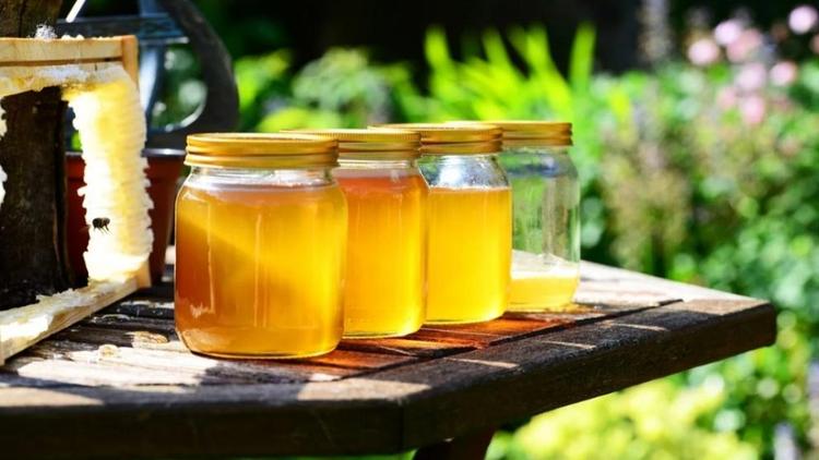 Новый федеральный закон поможет сохранить пчёл на Ставрополье