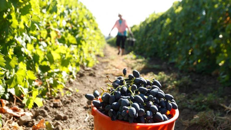 В 2021 году на Ставрополье садам и виноградникам отдадут 550 млн рублей
