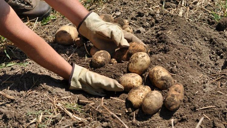 Аграрии Ставрополья получили господдержку на приобретение семенного картофеля
