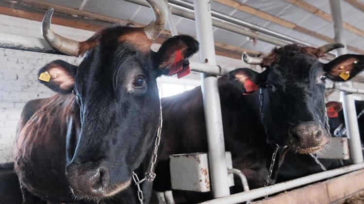 В 2020 году на Ставрополье на молочное животноводство направили 165 млн рублей господдержки