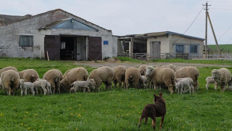 Питомник пастушьих собак породы келпи возрождают на Ставрополье