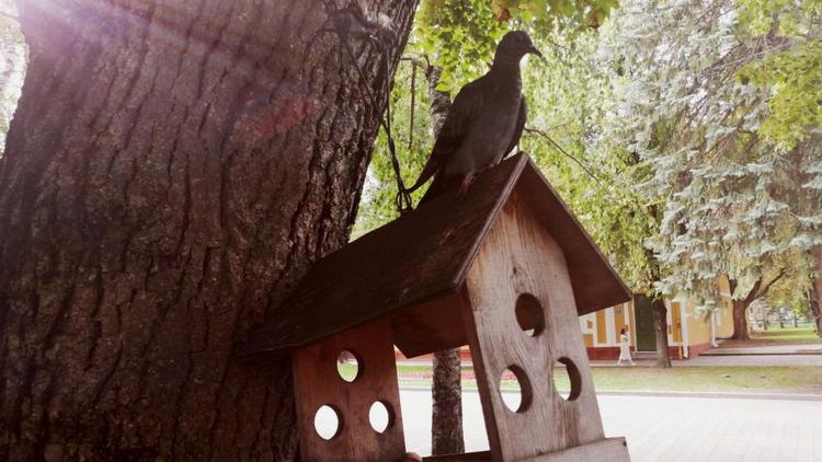 В парке Предгорного округа установят более 60 кормушек для птиц