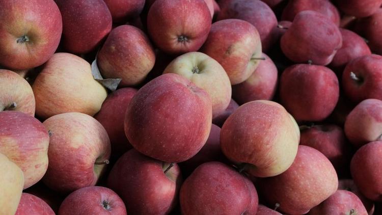 На Ставрополье в 2023 году собрали 75 тысяч тонн яблок
