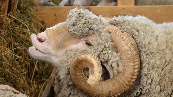 В Александровском районе Ставрополья исследуют овец на бруцеллёз
