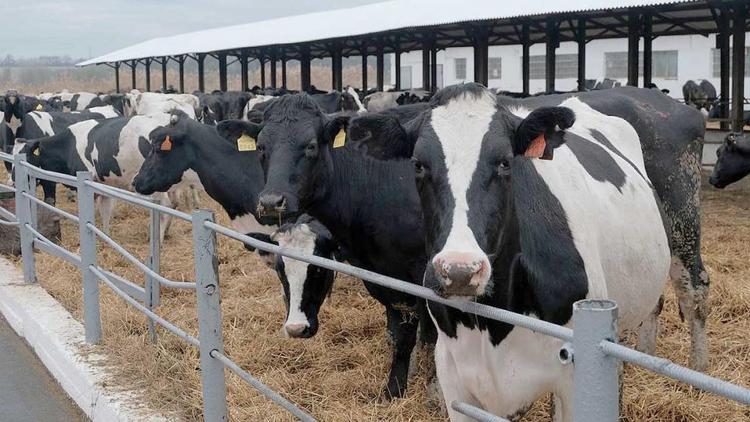 Новая молочная ферма появилась в Александровском районе Ставрополья