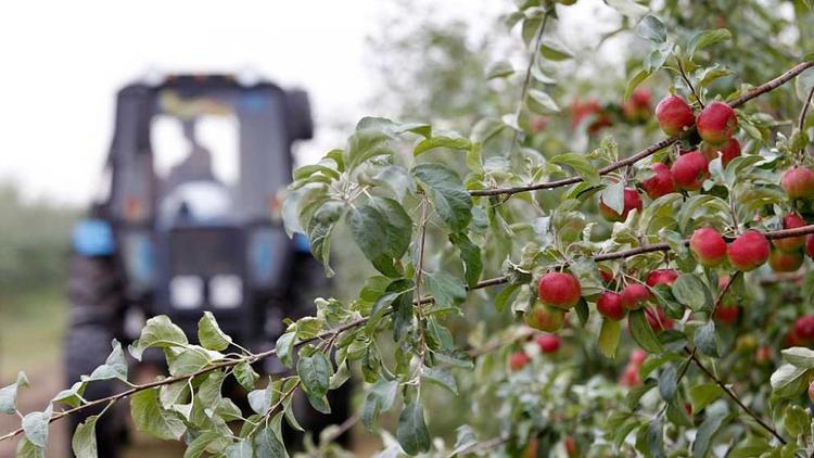В 2021 году на Ставрополье заложат ещё 200 суперинтенсивных фруктовых садов