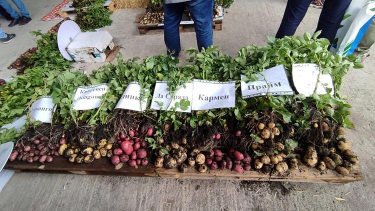 Картофельный «Агробатл» провели в Предгорном округе Ставрополья