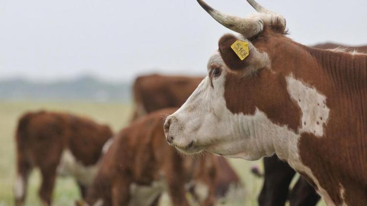 В Благодарненском округе Ставрополья домашний скот проверят на бруцеллёз