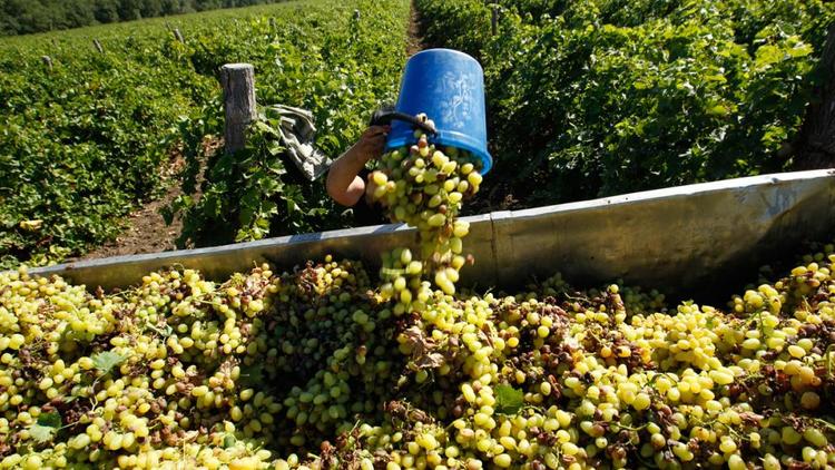 Треть всего винограда на Ставрополье в 2021 году вырастили в Будённовском округе