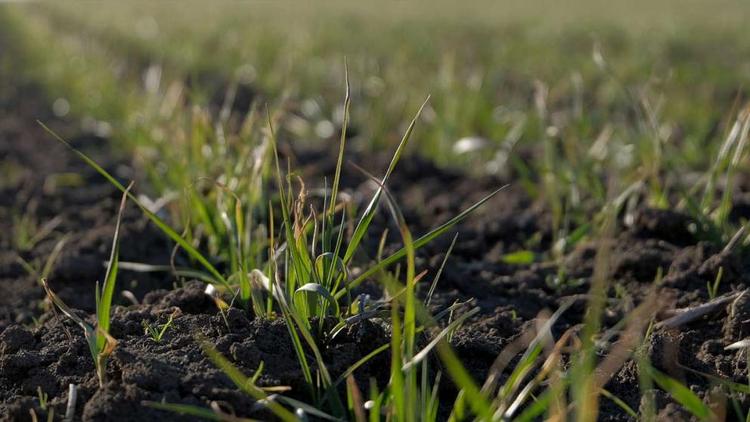 Всхожесть зерновых отмечена на 55 процентах полей Нефтекумского округа Ставрополья