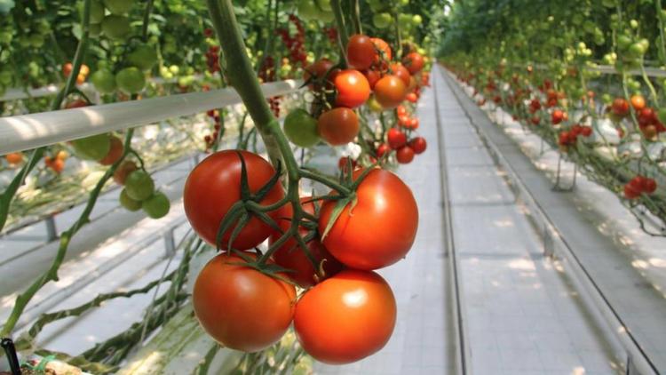 На Ставрополье выращивают 14 процентов всех тепличных помидоров страны