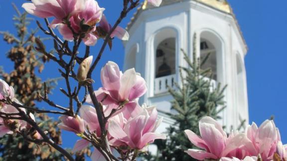 Сад Богородицы цветет рядом с Покровским собором в Невинномысске
