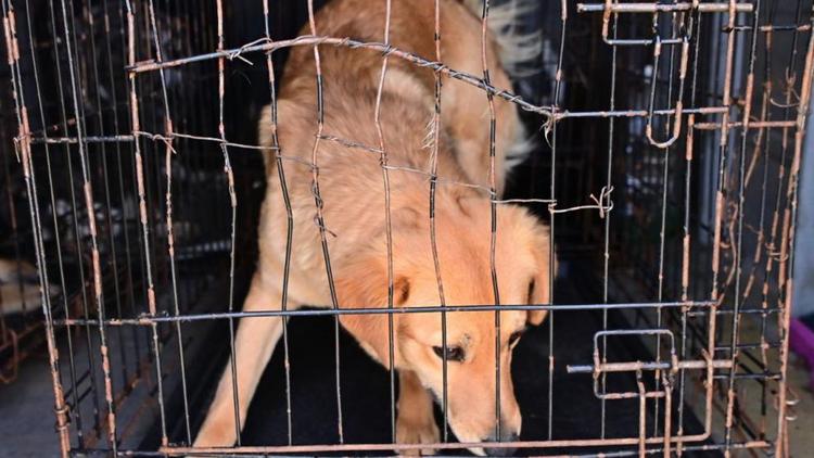 В Будённовске проводят рейды по отлову безнадзорных животных
