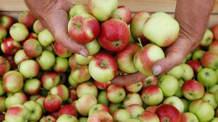 На Ставрополье собрано более 3 тысяч тонн яблок