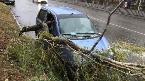 Ветка рухнула на припаркованный автомобиль в Железноводске