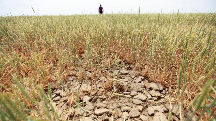 Засуха на востоке Ставрополья угрожает урожаю