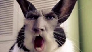 Сатанинского кролика продаёт в Интернете житель Георгиевска