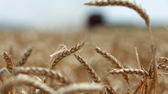 В России собрано уже более 10 миллионов тонн зерна