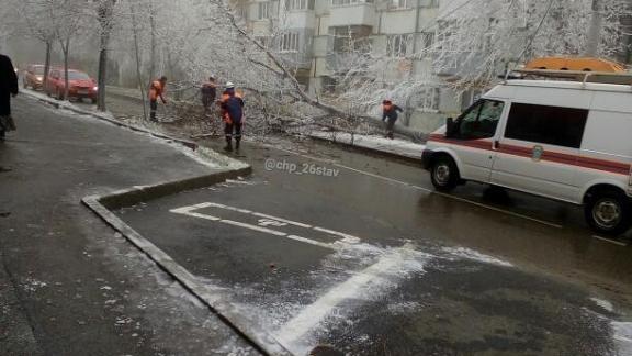 В Ставрополе массово падают деревья
