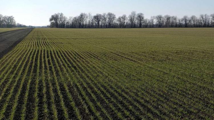 Национальный Союз агростраховщиков включил Ставрополье в зону риска сельхозпосевов