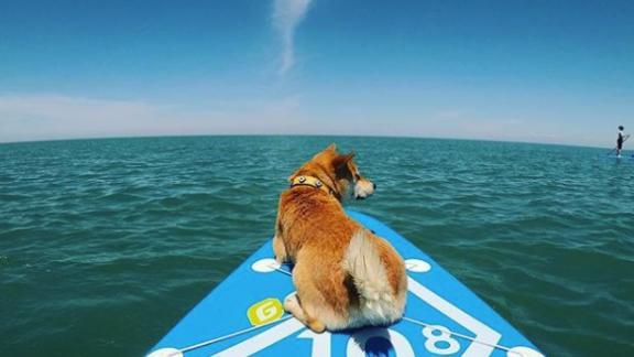 Пятигорский пёс ведёт аккаунт в Instagram