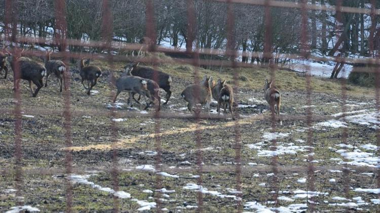 Больше сотни оленей «расселили» в природные заказники на Ставрополье
