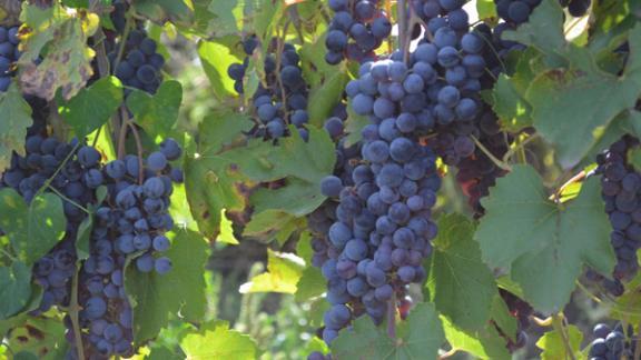 В Ставропольском крае в разгаре уборка винограда