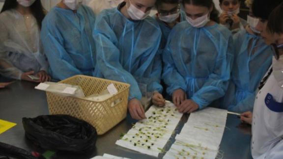 Лабораторию по исследованию семян посетили ученики ставропольского «Кванториума»