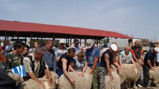 Делегация Ставрополья приняла участие в Дне чабана Дагестана