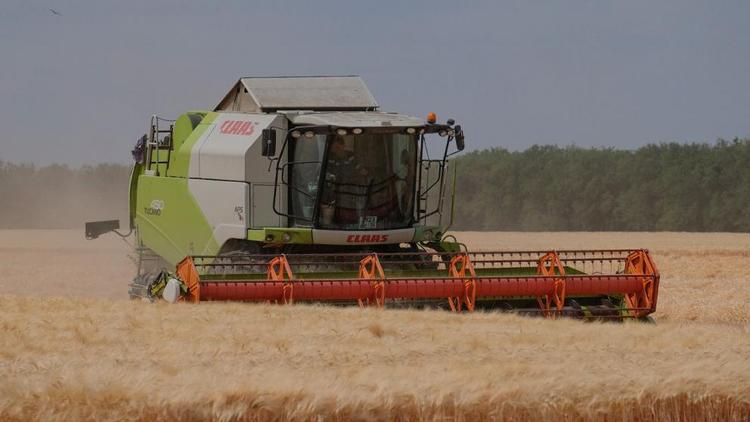 Почти 760 тысяч тонн зерна собрали в Ипатовском округе Ставрополья