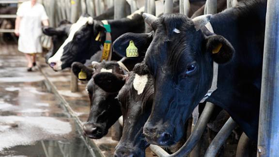 В Ставропольском крае проводят вакцинацию крупного рогатого скота