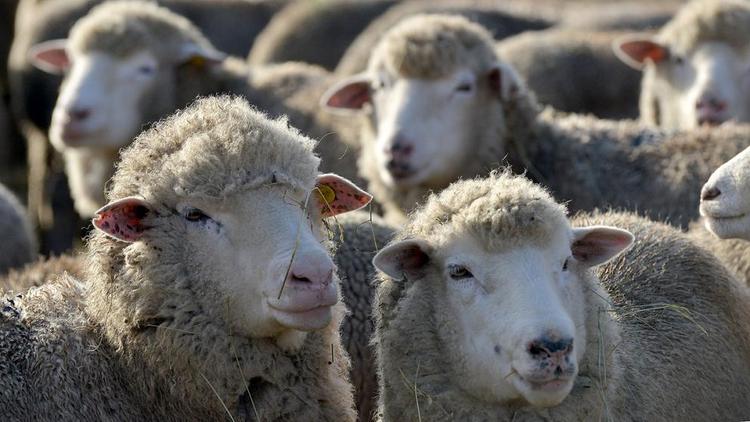 В 2019 году Ставрополье увеличит экспорт шерсти в Индию на 1 тысячу тонн