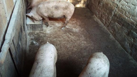 Права ставропольских свиней отстаивает управление ветеринарии