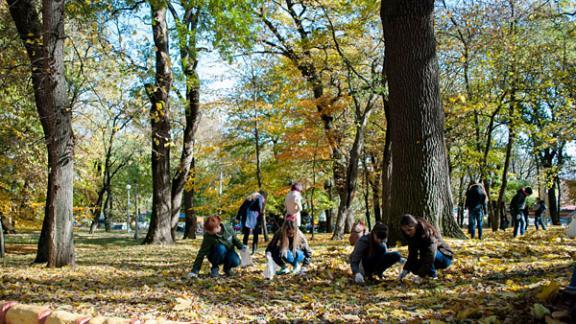 Желуди для посадки дубравы собирали в ставропольском парке