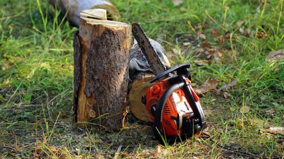 Мужчина незаконно спилил деревья около села Старомарьевка на Ставрополье