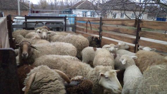 За год ставропольские ветеринары пресекли 1,6 тысячи случаев перевозки животных без документов