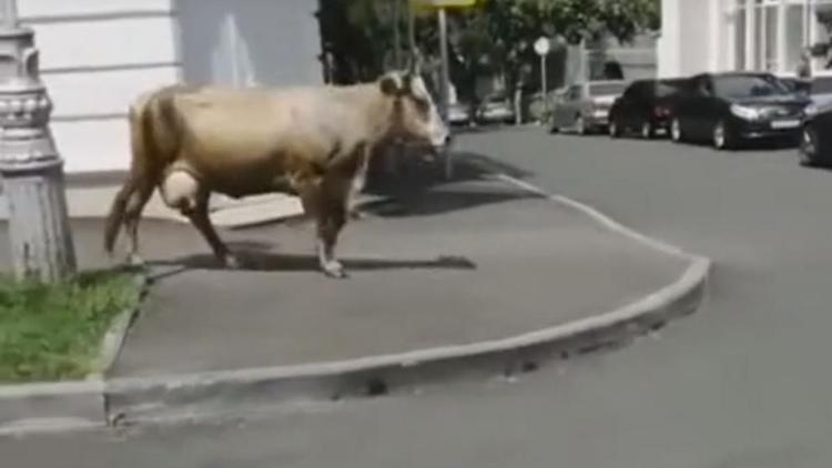 Сообразительная корова переходила дорогу в центре Кисловодска