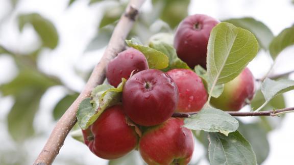 98 гектаров плодовых питомников заложат на Ставрополье в 2019 году