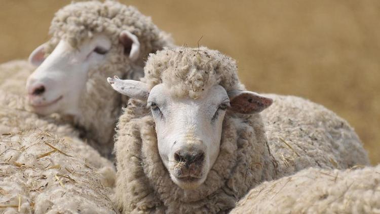 На Ставрополье 45 овцеводческих хозяйств получили субсидии на 807 тонн шерсти