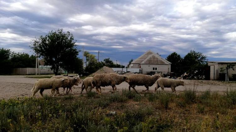 В Степновском округе началась стрижка овец